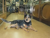 Working at Rock N' Robin's